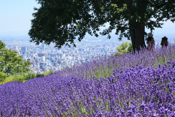 Photo] 幌見峠のラベンダー園 | 😁planet-green.com