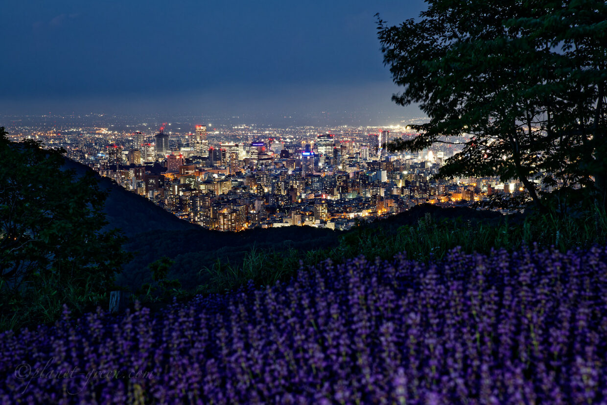 ラベンダーと札幌の夜景